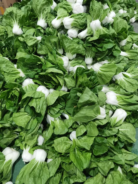 安庆露天种植矮脚黄青菜