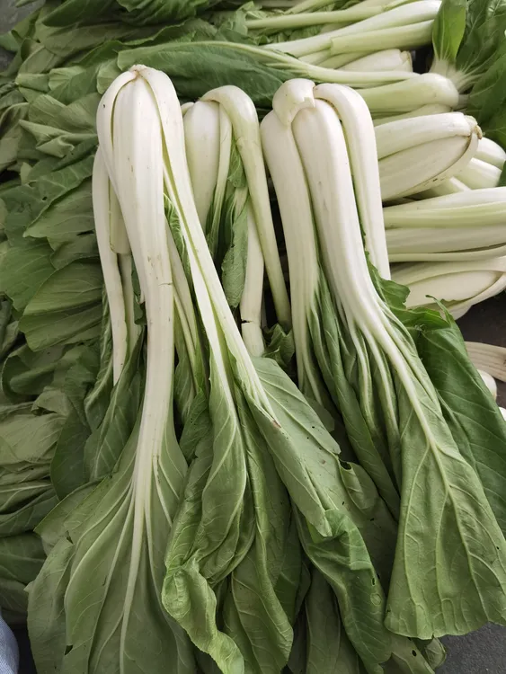 安庆石牌本地露天种植高杆子白菜