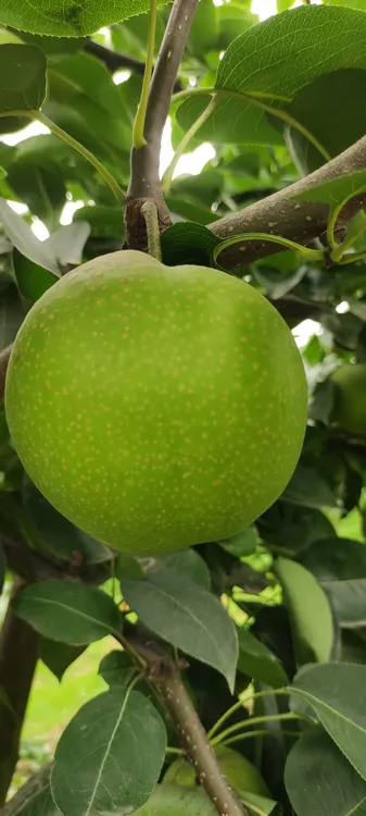 盐城种植的翠梨子