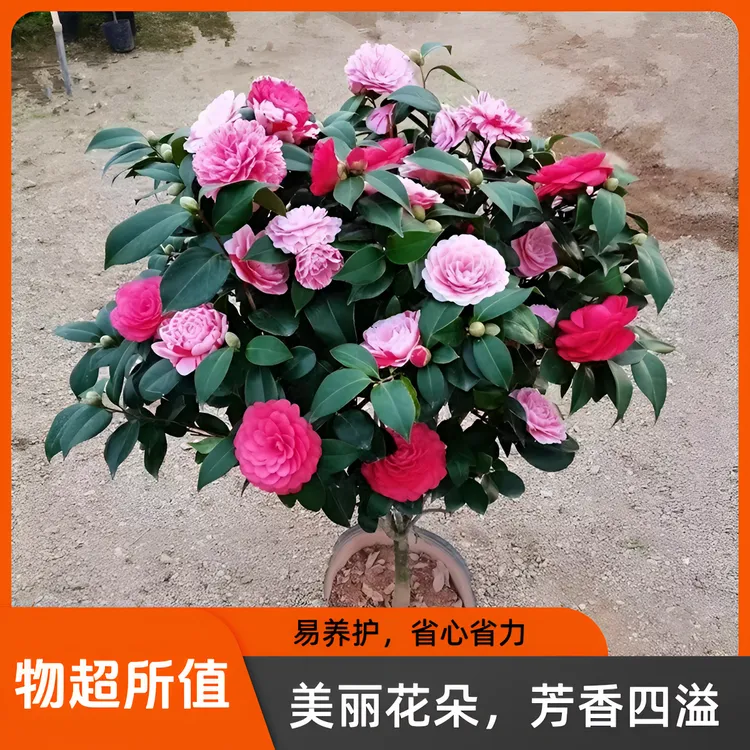 带花苞茶花盆栽香妃树苗五色赤丹四季开花阳台庭院耐寒好养浓香型
