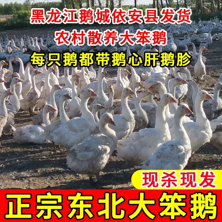 【咱们村专属】东北大鹅农村散养大笨鹅新鲜整支150天左右带心肝胗