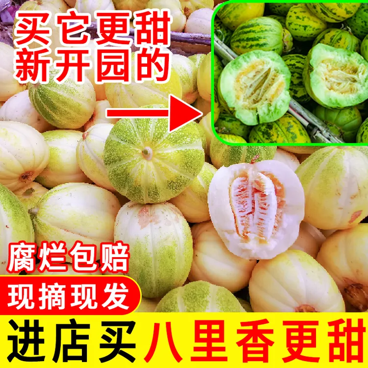 2东北香瓜白糖罐脆甜多汁应季水果现摘现发齐齐哈尔头茬新鲜香甜
