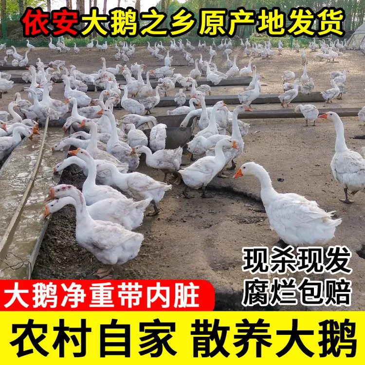 东北大鹅农村散养整支笨大鹅白鹅之乡原产地发出鹅新鲜养鹅