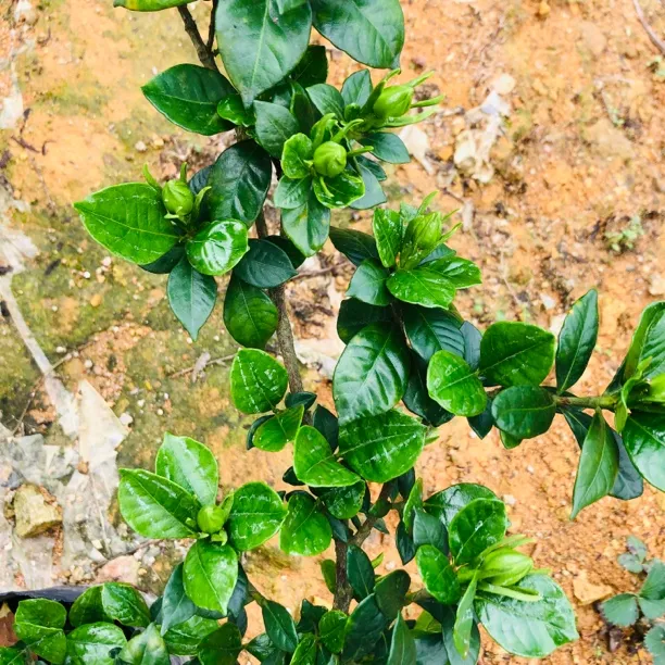 福建法莲栀子花，可做盆景造型，开花重瓣，花期带花苞，主图仅供参考