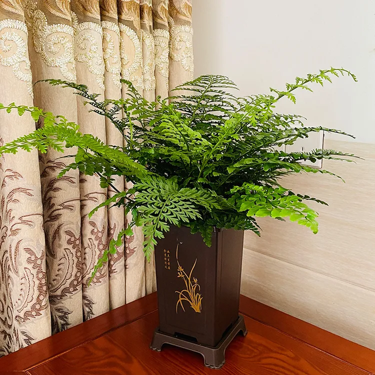 吉姆蕨耐阴盆栽 网红室内客厅 四季常绿蕨类植物多年生净化空气花