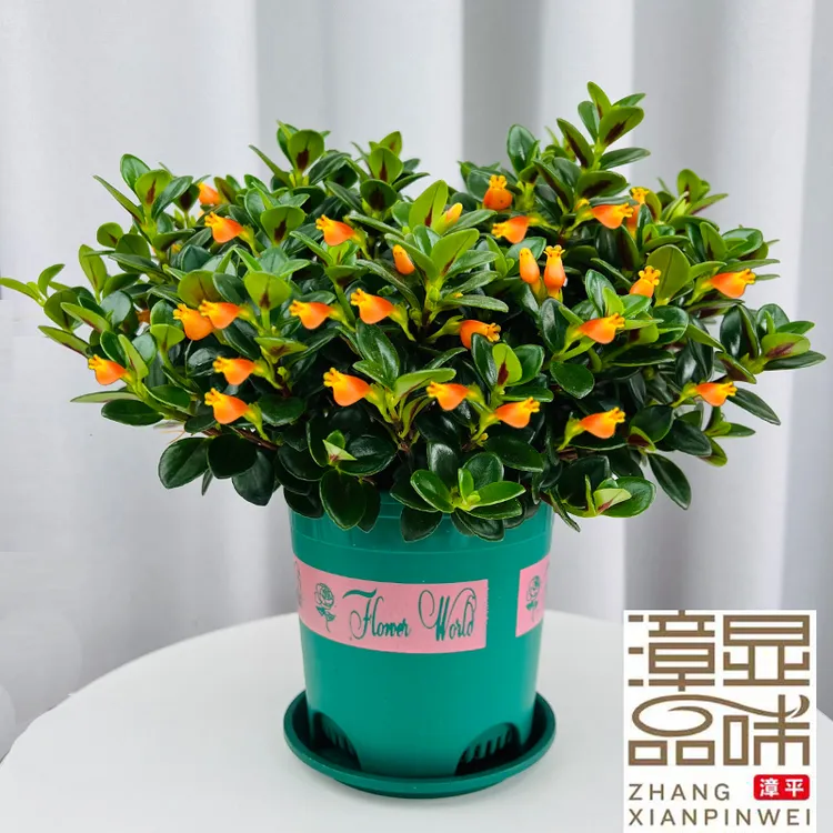 金鱼草花吊兰盆栽花卉带花苞发货室内阳台好养的花净化空气植物