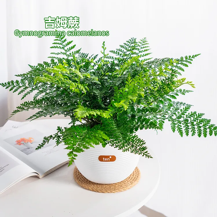 吉姆蕨水培植物懒人花卉绿植季节办公室桌面耐阴耐旱蕨类观叶绿植