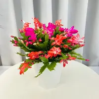多色蟹爪兰带花苞发货多肉植物好养活盆栽桌面办公室阳台耐旱绿植