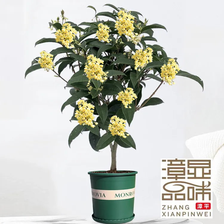 桂花树苗盆栽原盆可食用四季桂开花不断室内外阳台庭院浓香型花卉