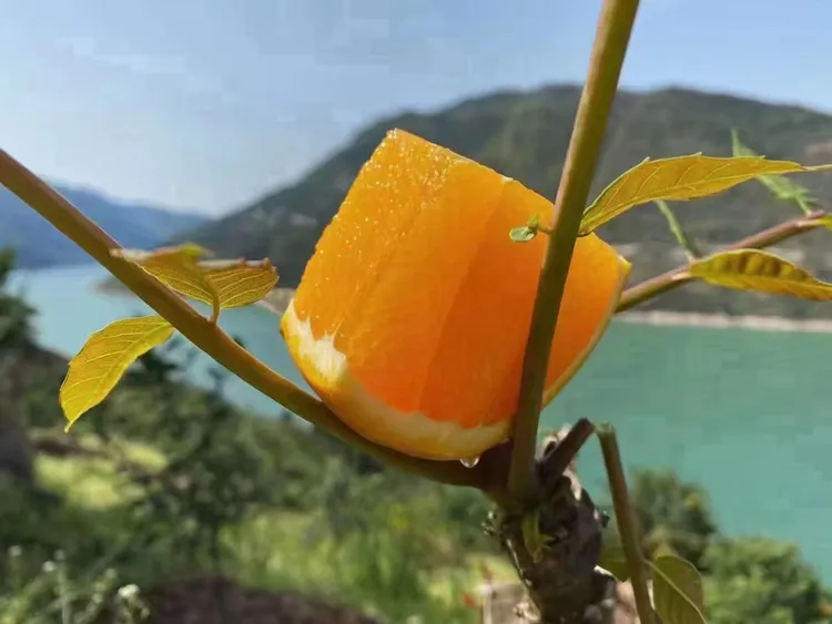 恩施巴东清江精品纽荷尔脐橙