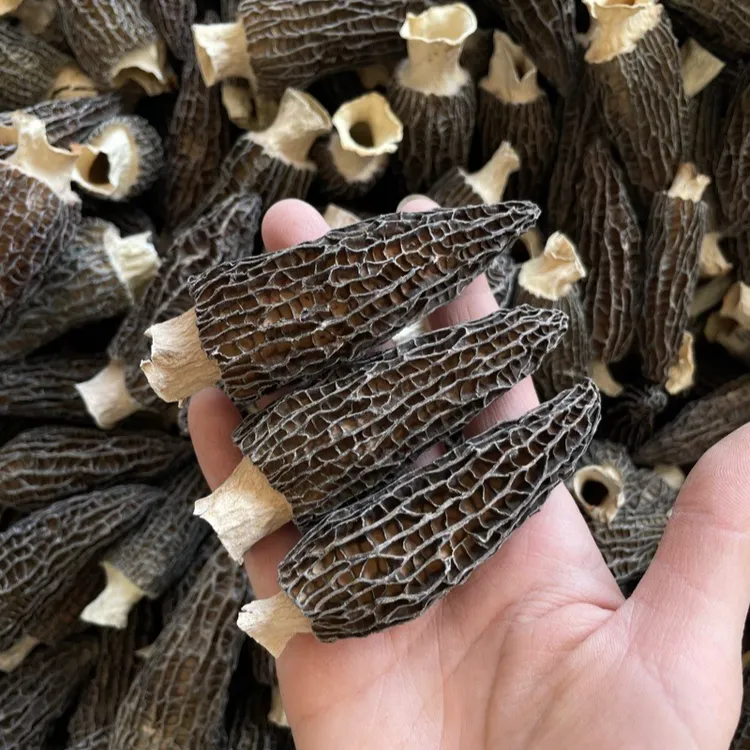 农家自种特级羊肚菌干货半野生菌菇羊肚箘新鲜家庭煲汤干货