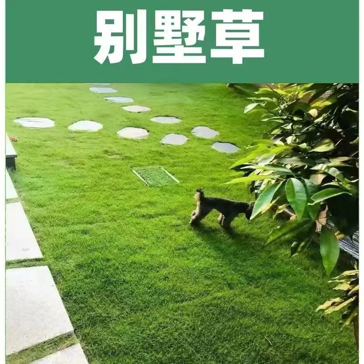 真草皮真草坪带泥土地毯草台湾草别墅庭院工程绿化矮生马尼拉草坪