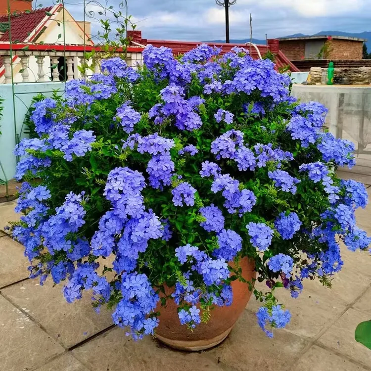 蓝雪花盆栽花卉苗室内外四季开花阳台花园观赏爬藤植物耐热易养活
