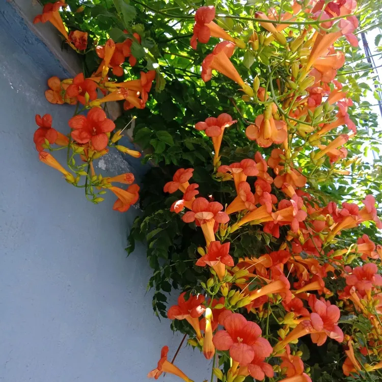 地栽庭院爬藤植物美国凌霄花苗裸根保湿发货易活耐寒养护简单