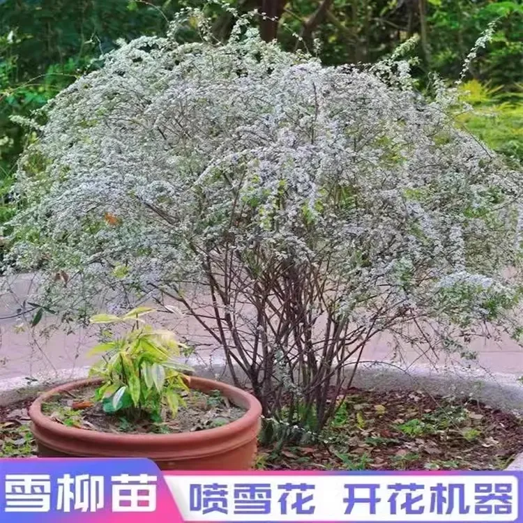 室内外耐寒好养的花卉盆栽喷雪花耐热庭院阳台种植雪柳垂吊绿植物