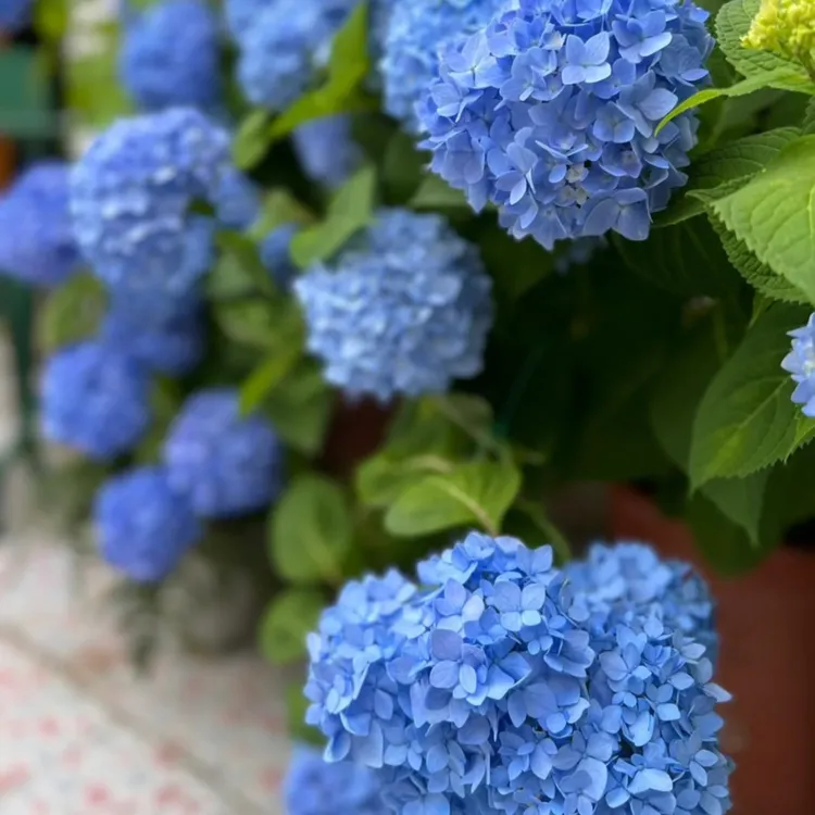 庭院地栽盆栽无尽夏绣球花苗夏季开花爆满颜色多变蓝色紫色好养