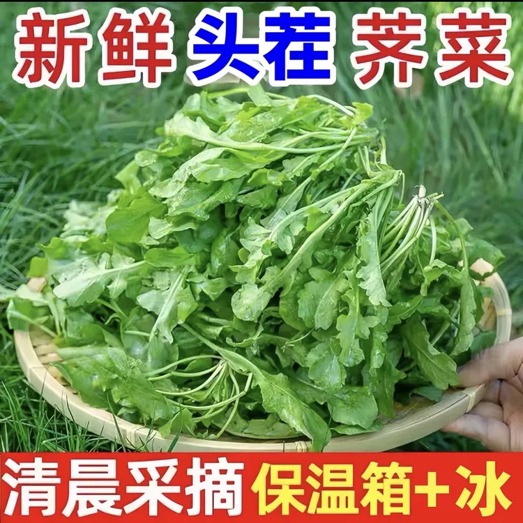 苏北农家新鲜荠菜蔬菜露天荠菜霜打荠菜新鲜现摘现发