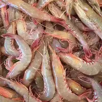 野生剑虾 一斤80多只 1500g