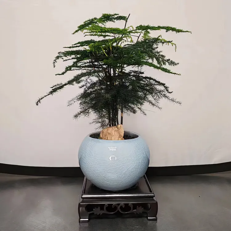 文竹盆栽室内绿植花卉盆景客厅桌面好养四季常青
