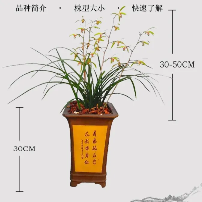 浓香型蕙兰熟草10苗左右带花苞