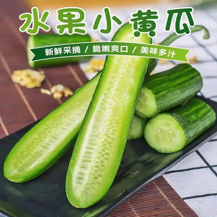 忆陇甜新鲜采摘水果黄瓜口感清脆爽口3斤/5斤农家种植京东包邮