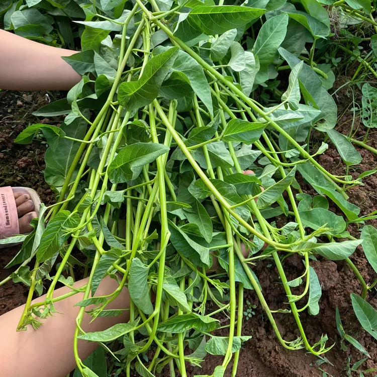 江西爬藤新鲜空心菜水蕹菜蓊菜1斤-5斤，吃的