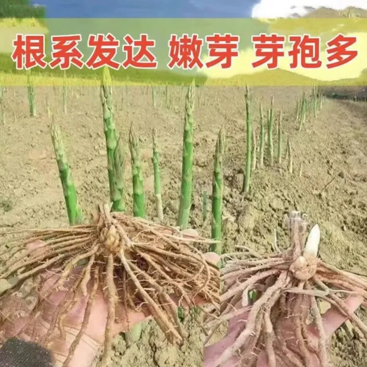 芦笋苗芦笋根苗四季种植阳台庭院可食用蔬菜根苗庭院田地大面积种