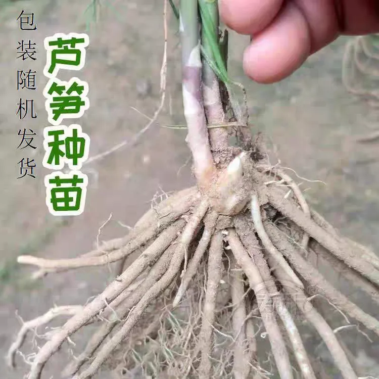 （现挖现发）芦笋根苗春季高成活开春种植四季生长小苗根系浇水灌溉