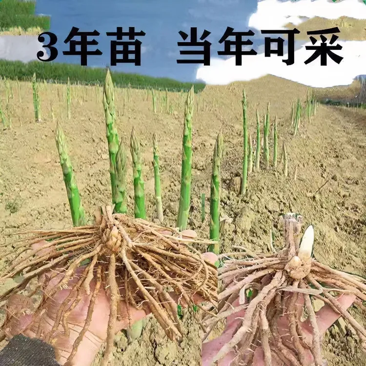 优质芦笋根苗特大绿色芦笋苗庭院四季种植可大面积种植现挖发