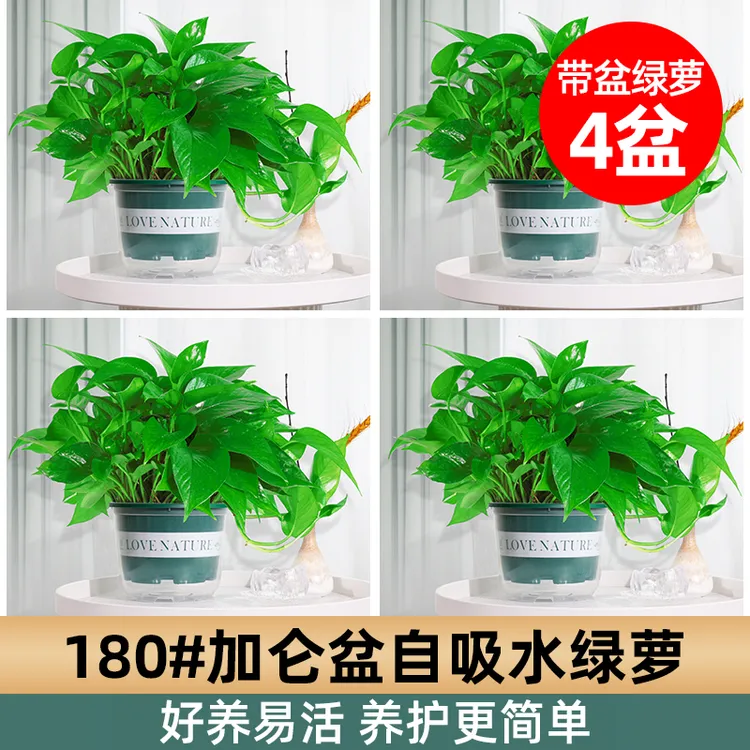 精选加仑盆储水盆绿萝盆栽吸甲醛净化空气室内绿植花卉土培好养活