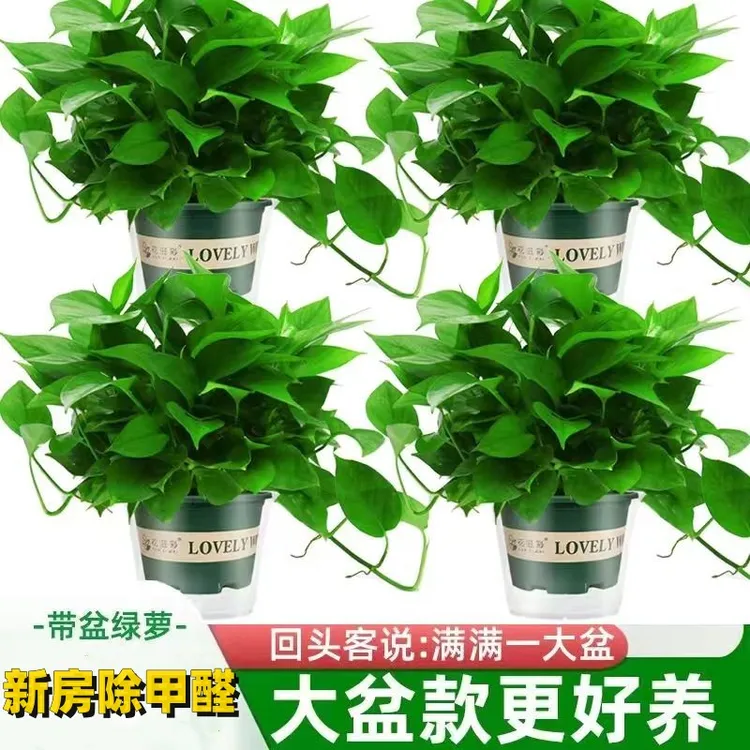 大盆绿萝桌面盆栽室内植物除甲醛水植绿箩长藤新房家用懒人绿植