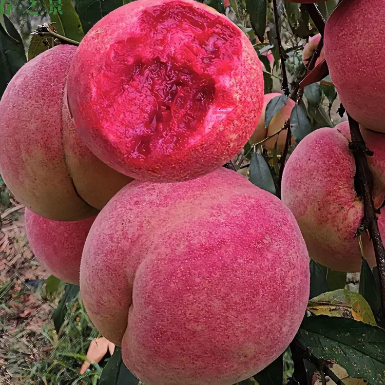 砀山桃树果苗嫁接特大晚熟冬桃树苗盆栽地栽南北方种水蜜桃苗黄桃