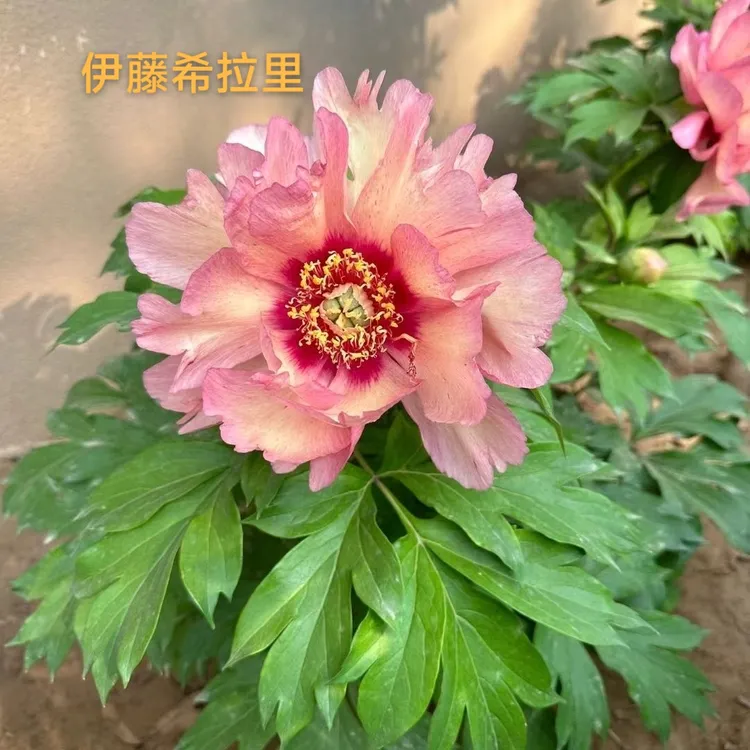 山东芍药伊藤系列希拉里裸根发货菏泽基地直发