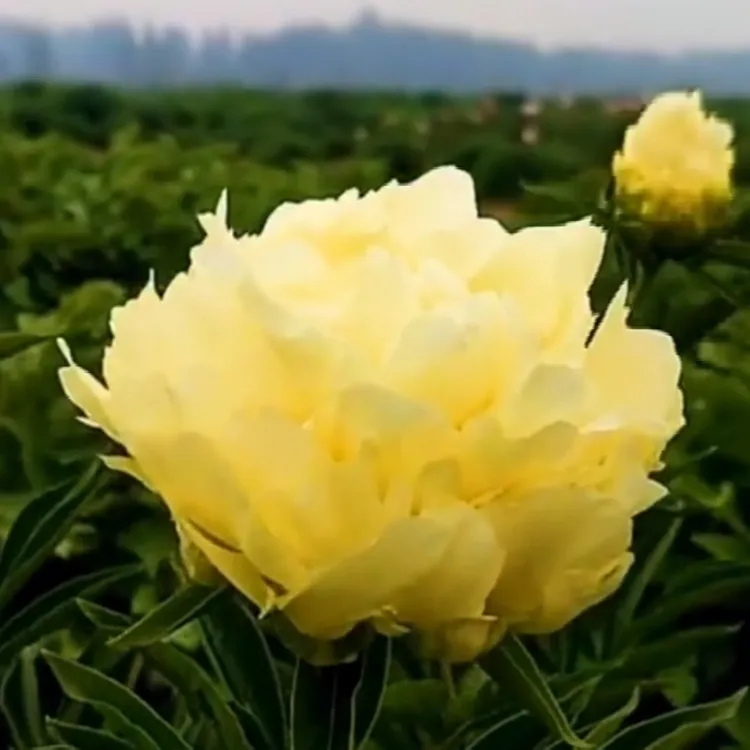 黄金轮 黄色系芍药 秋天裸根发货，