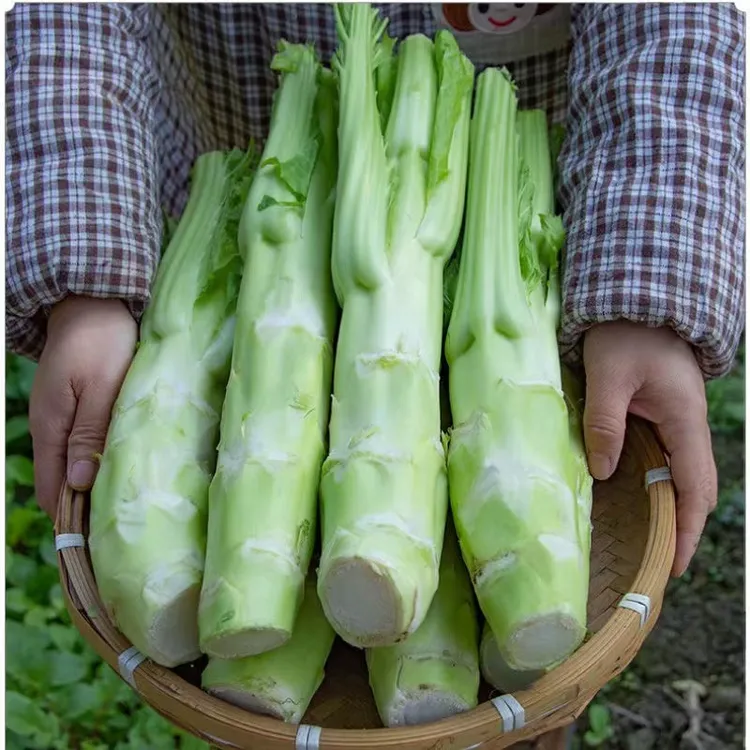 四川棒棒青菜新鲜芥菜笋菜脑壳大脑壳莴笋青菜苔泡菜原料时令蔬菜