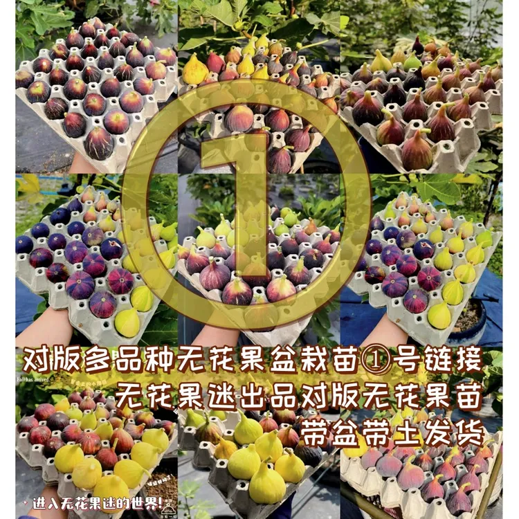 无花果树苗新品种大果早熟百多盆栽阳台花园庭院别墅绿植南北皆可