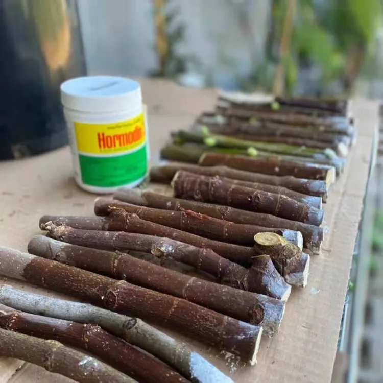 一【无花果扦插枝条集合】枝条切条3芽点及以上（自行培育不包活）