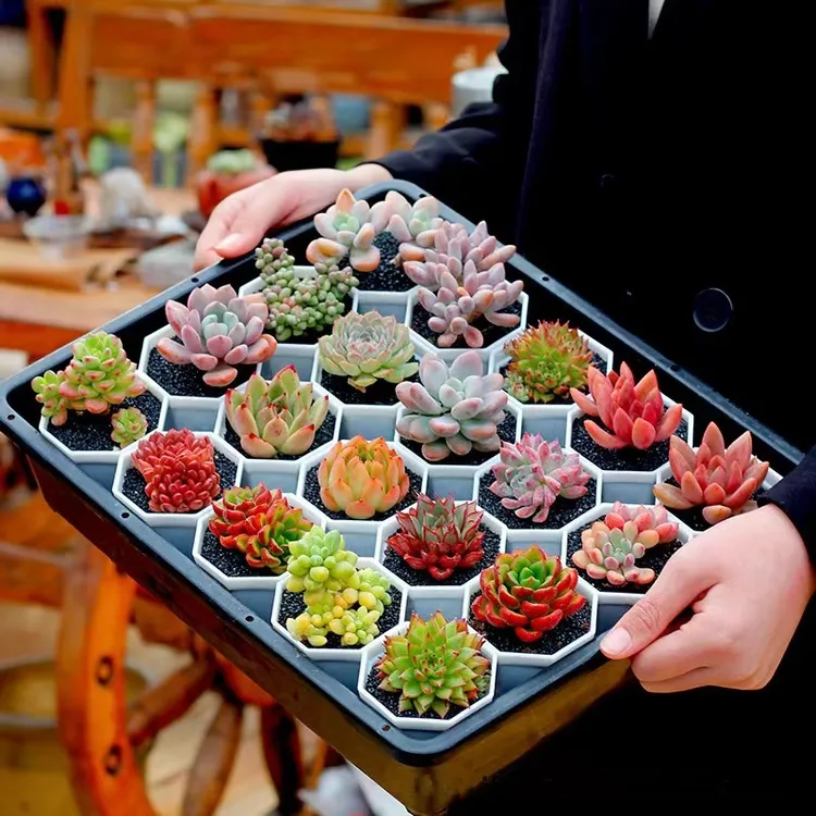 多肉植物空气净化懒人唯美室内好养多肉绿植天鹅绒组合套餐多肉