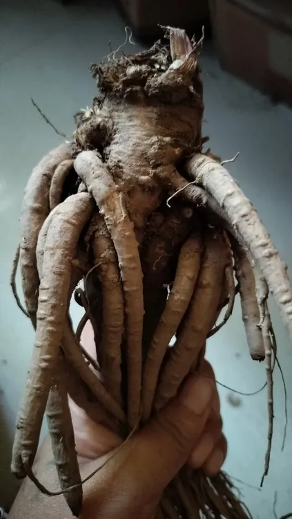 甘肃高原农家种植新鲜当归