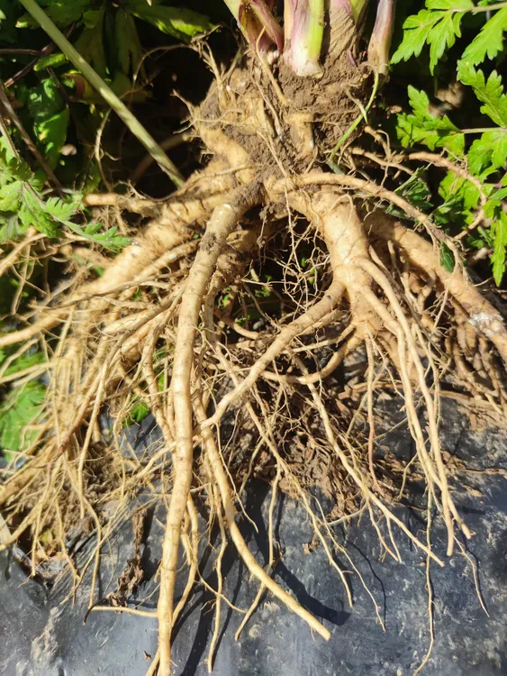 甘肃岷县新鲜当归煲汤泡酒