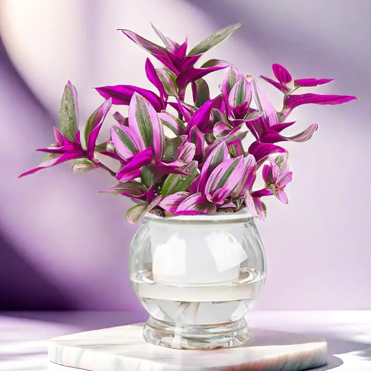 【人生，如梦】油画吊兰花卉植物水培室内观花水培植物水培植物