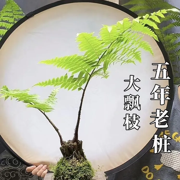蕨类植物苔藓球水培四季厥类绿植老桩盆景造景大型一叶蕨盆栽