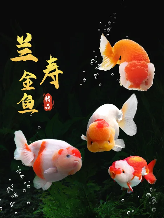 兰寿金鱼小鱼苗观赏鱼耐活冷水鱼活鱼宠物小型淡水好养国师金鱼