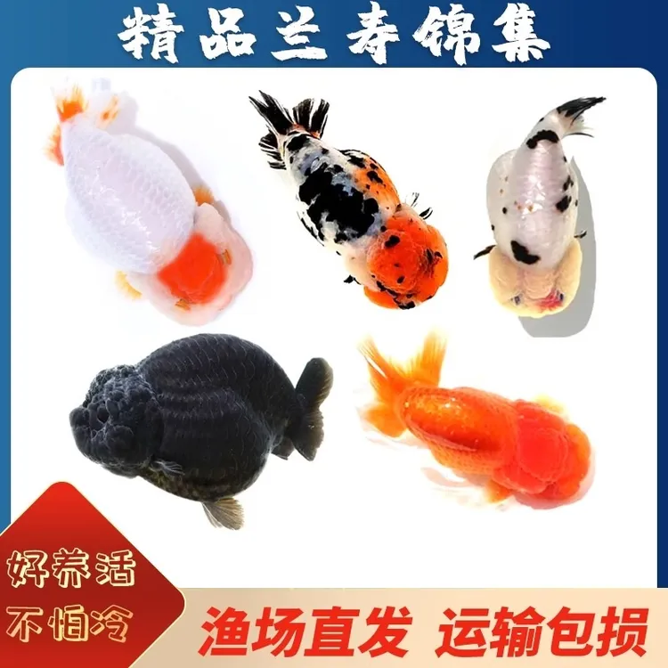 兰寿金鱼观赏鱼冷水鱼国狮小金鱼胖妞锦鲤鱼奶牛招财丹顶泰狮金鱼