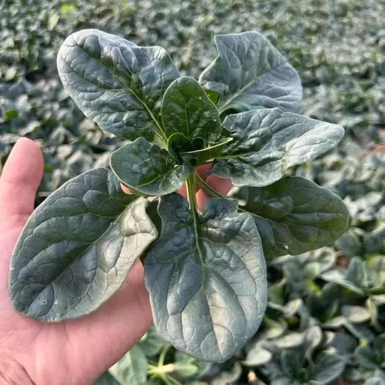 露天霜打矮秆菠菜新鲜现挖农家自种三斤五斤