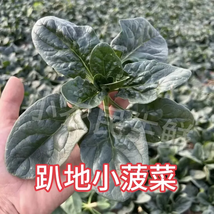（地头价）矮杆露天趴地菠菜新鲜现挖现发坏了包赔