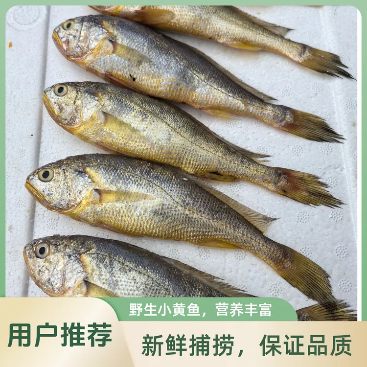w日照海捕小黄花 当潮新鲜船货