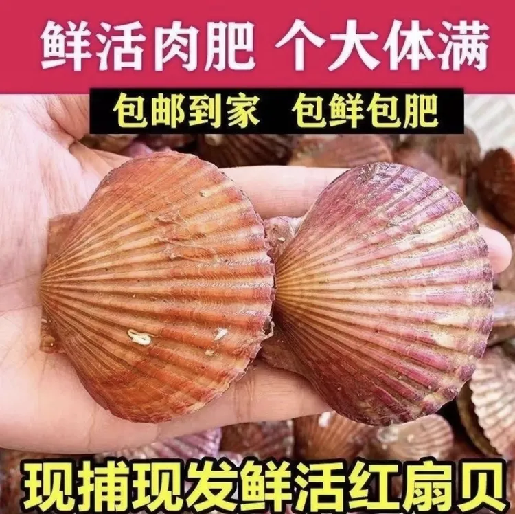 (顺丰包邮)日照扇贝当季小红贝港湾贝净重5斤包鲜包肥不包活