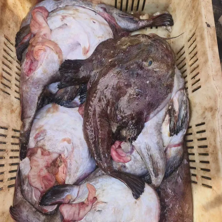 日照本地特产安康鱼野生海捕