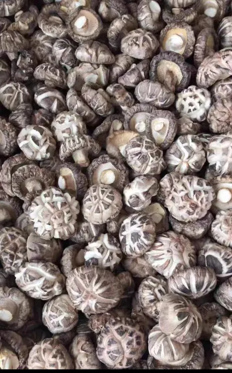 干花菇农户自家种植精挑礼盒装